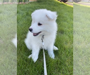 Samoyed Puppy for sale in MILWAUKEE, WI, USA