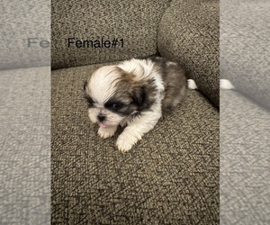 Medium Shih Tzu