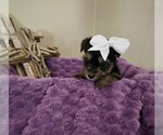 Puppy F1 Yorkshire Terrier