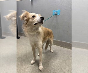 Border Collie-Unknown Mix Dogs for adoption in Las Vegas, NV, USA