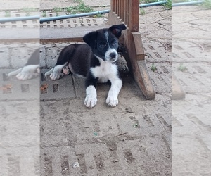 Border Collie-Great Pyrenees Mix Puppy for sale in OMAHA, NE, USA