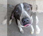 Small #1 Mutt