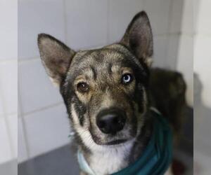 Siberian Husky-Unknown Mix Dogs for adoption in San Antonio, TX, USA