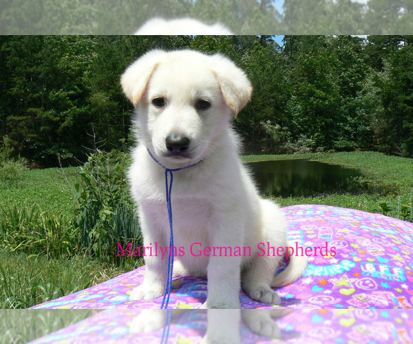 Medium Photo #1 German Shepherd Dog Puppy For Sale in PIEDMONT, MO, USA