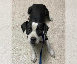 Rat Terrier-Unknown Mix Dogs for adoption in Bakersfield, CA, USA