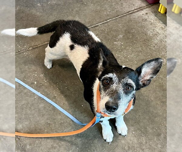 Medium Photo #1 Mutt Puppy For Sale in Tavares, FL, USA