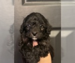 Small #2 Aussiedoodle Miniature 