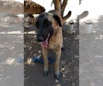Small Photo #2 German Shepherd Dog-Unknown Mix Puppy For Sale in Apple Valley, CA, USA