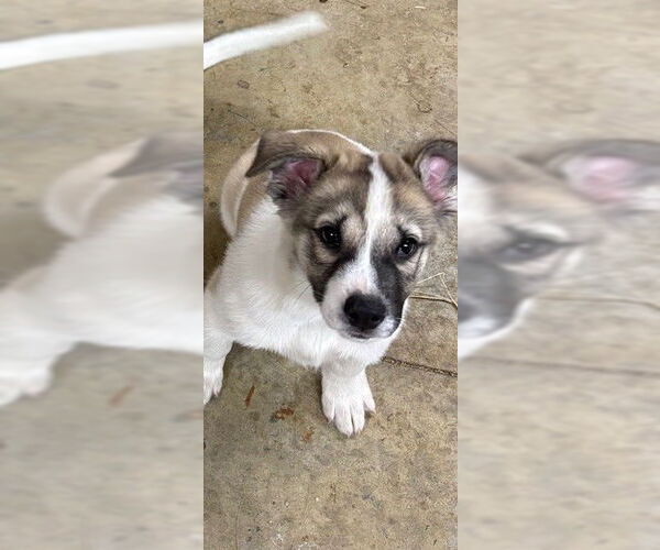 Medium Photo #2 Siberian Husky Puppy For Sale in Fort Wayne, IN, USA