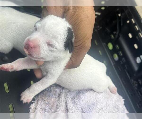 Medium Photo #1 American Pit Bull Terrier-Unknown Mix Puppy For Sale in Houston, TX, USA