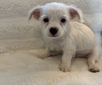 Small #5 Maltipoo (Miniature)-Shih Tzu Mix