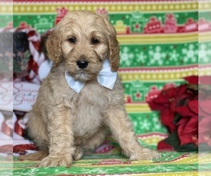 Goldendoodle Puppy for sale in LANCASTER, PA, USA