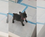 Small Photo #8 French Bulldog Puppy For Sale in FAYETTEVILLE, NC, USA