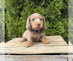 Small #2 Dachshund