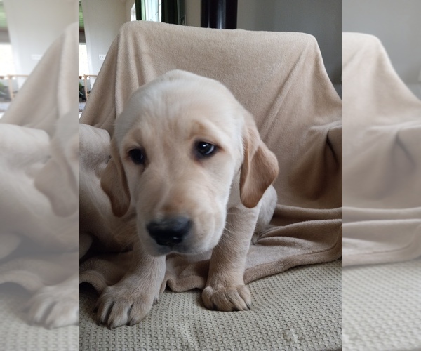 Medium Photo #2 Golden Labrador Puppy For Sale in DUNDEE, NY, USA