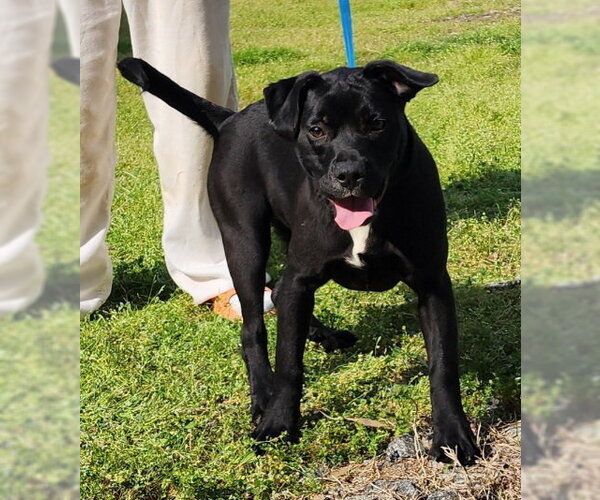 Medium Photo #8 American Pit Bull Terrier-Unknown Mix Puppy For Sale in Wetumpka, AL, USA