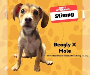Beagle-Unknown Mix Dogs for adoption in Anchorage, AK, USA