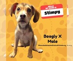 Small Beagle Mix
