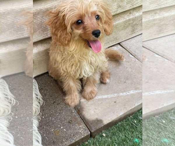 Medium Photo #2 Cavapoo Puppy For Sale in Lewistown, PA, USA