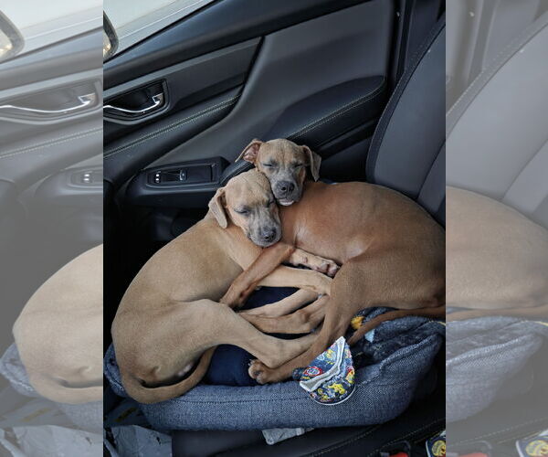 Medium Photo #2 Bullboxer Pit Puppy For Sale in MIDWAY, UT, USA