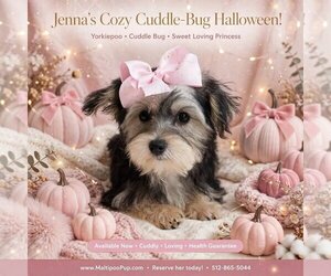 YorkiePoo Puppy for sale in TAYLOR, TX, USA