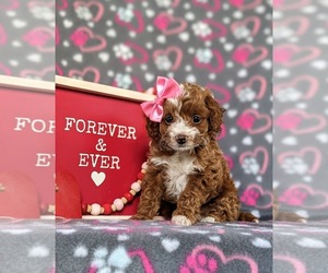 Cockapoo Puppy for sale in KIRKWOOD, PA, USA