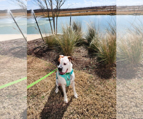 Medium Photo #11 Boxer-Unknown Mix Puppy For Sale in Rosenberg, TX, USA