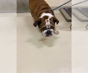 French Bulldog Dogs for adoption in Fremont, CA, USA