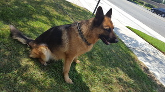 German Shepherd Dog Puppy for sale in ONTARIO, CA, USA