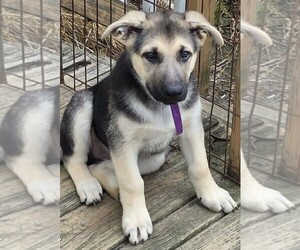 German Shepherd Dog Puppy for sale in WYTHEVILLE, VA, USA