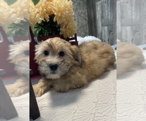 Zuchon Puppy for sale in CANOGA, NY, USA