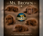 Puppy Ms Brown Labrador Retriever