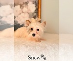 Small #29 Yorkshire Terrier