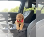 Small Photo #9 Golden Retriever Puppy For Sale in TAMPA, FL, USA