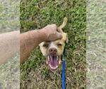 Small #3 Chihuahua Mix