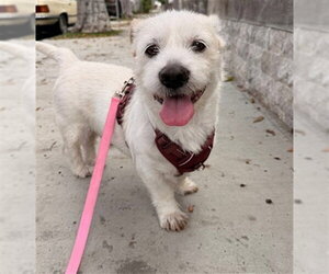 Border Terrier-Chihuahua Mix Dogs for adoption in Orange, CA, USA