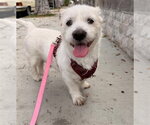 BADGER - Male Border Terrier-Chihuahua Mix Dog for Adoption - Small photo