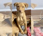 Small Photo #1 Retriever -Unknown Mix Puppy For Sale in Jefferson, NJ, USA