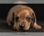 Small Photo #19 Dachshund Puppy For Sale in CROWLEY, TX, USA