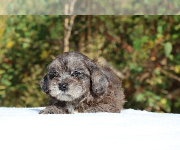 Medium Photo #42 ShihPoo Puppy For Sale in DYERSBURG, TN, USA