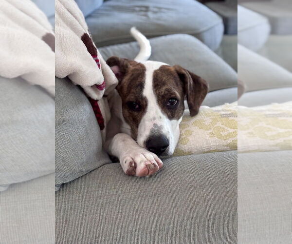 Medium Photo #11 Mutt Puppy For Sale in Oak Bluffs, MA, USA