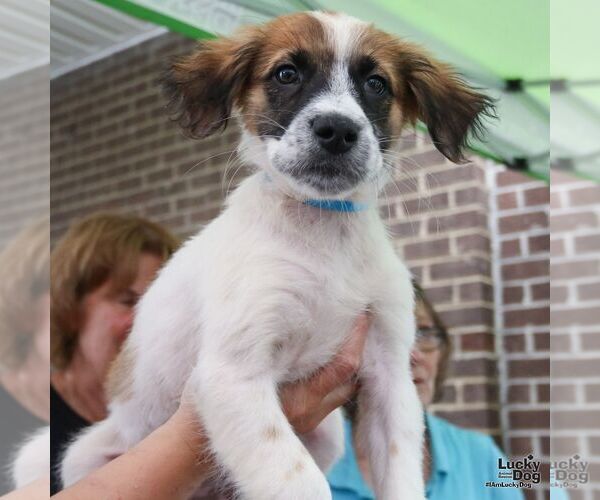 Medium Photo #4 Spaniel-Unknown Mix Puppy For Sale in Washington, DC, USA