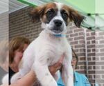 Small #3 Spaniel Mix