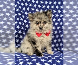 Pomeranian Puppy for sale in LINCOLN UNIV, PA, USA