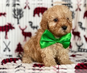 Poodle (Toy) Puppy for sale in LANCASTER, PA, USA