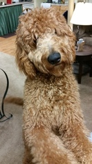 Goldendoodle Puppy for sale in SUSSEX, WI, USA