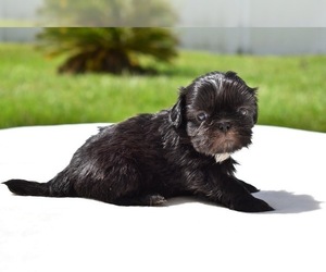 Shih Tzu Puppy for sale in PALM COAST, FL, USA
