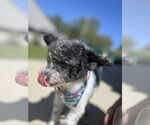 Small #3 Maltipoo