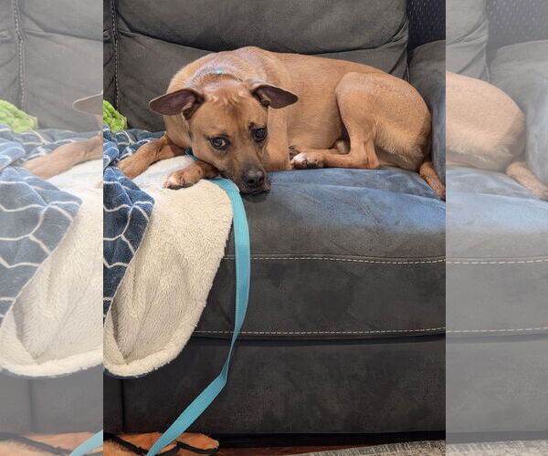 Medium Photo #2 Boxer-Unknown Mix Puppy For Sale in Woodbury, NY, USA