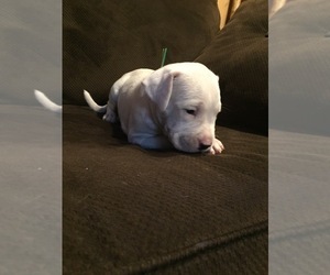 Dogo Argentino Puppy for sale in CANON CITY, CO, USA